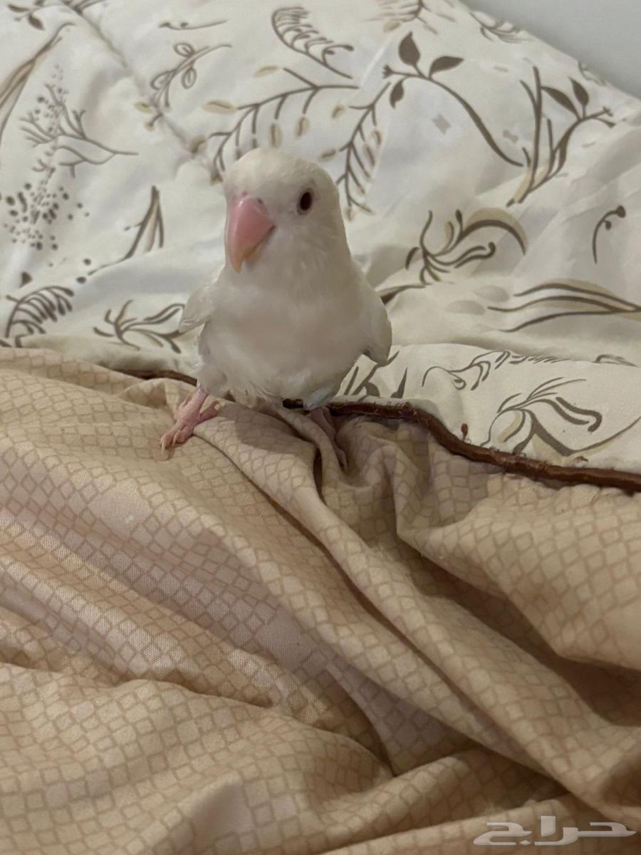 Rose Bird64445851936386110