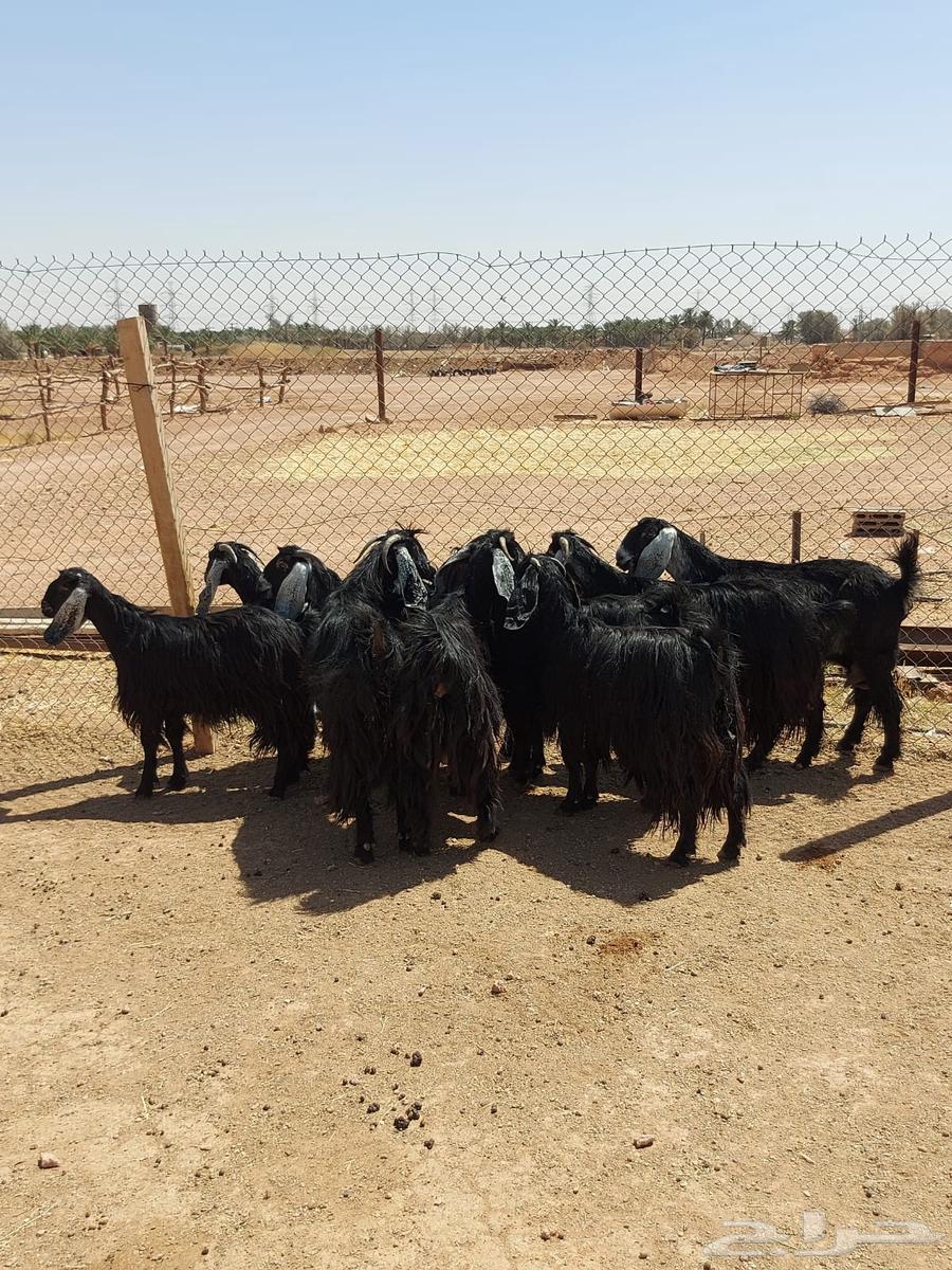 بيعن الله يبارك له معزا شبب ثنوات ورباعيات64444674015489114