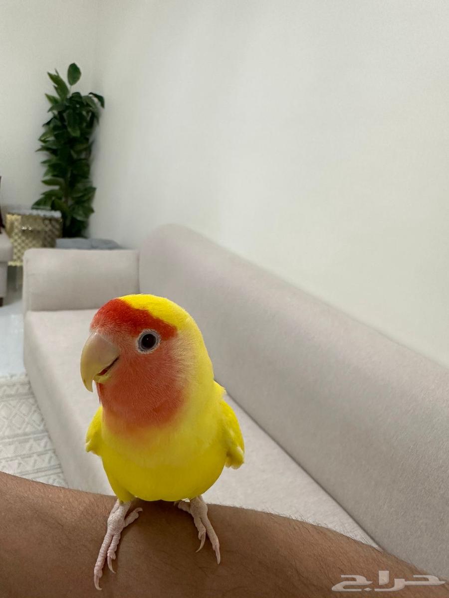 روز لاتينيو عيون حمر (أليف)64445418412547111