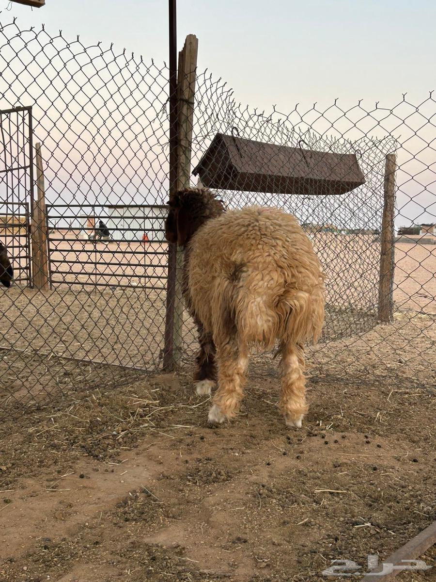 ذبيحه طيبه بعمر 6 شهور موجوده بالملحمة64447971211394110