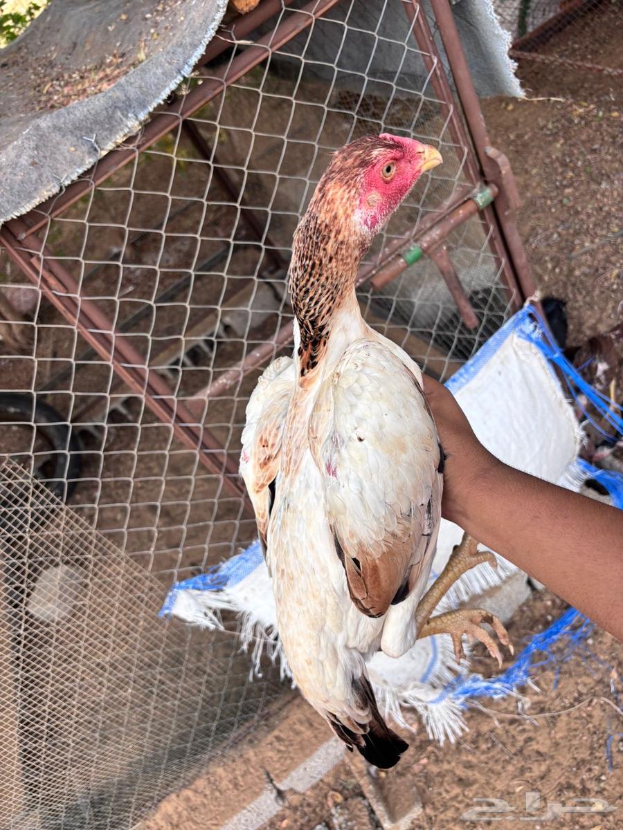 زوج شامو ياباني (((تم البيع)))64448726825474111