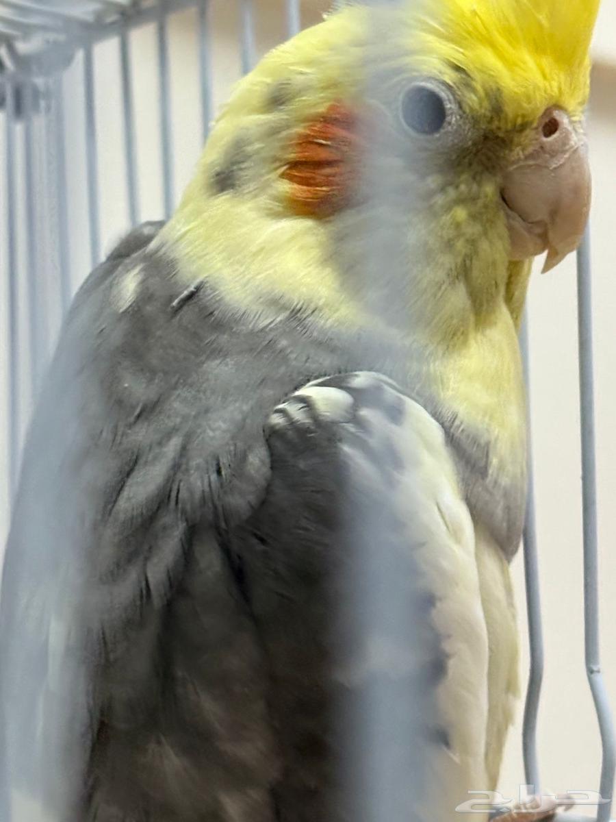 ذكر كروان كوكتيل مع القفص والاكل64448023888002112