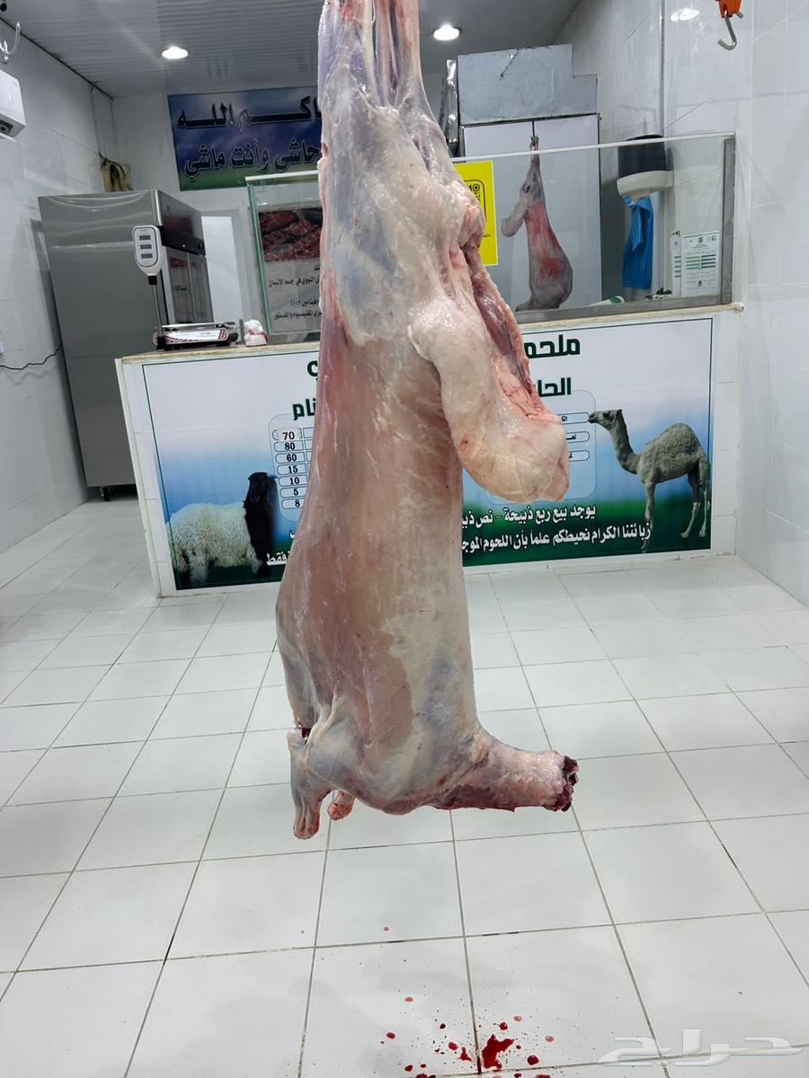 ذبيحه طيبه بعمر 6 شهور موجوده بالملحمة64447971211394112