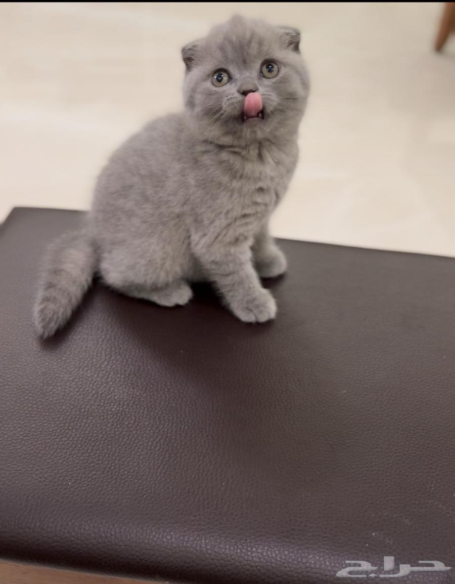 للبيع كيتن سكوتش فولد بلو64445933049859110