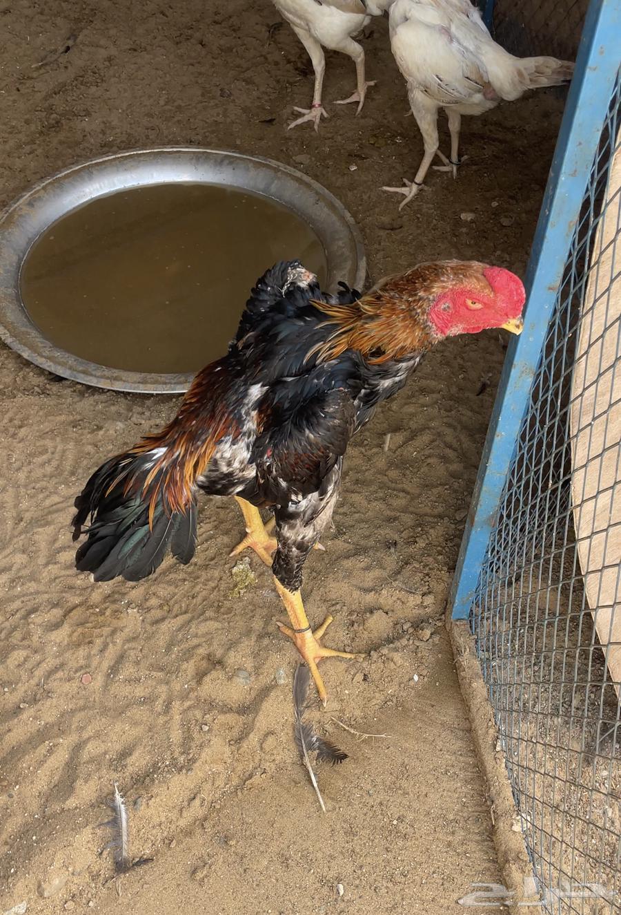 ديك شامو ياباني64446443653379110