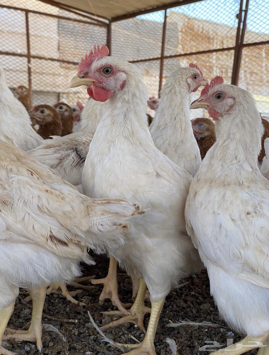 بيض مخصب لوهمان براون الماني مستورد64447415497730112