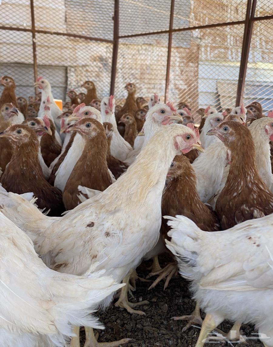 بيض مخصب لوهمان براون الماني مستورد64447415497730113