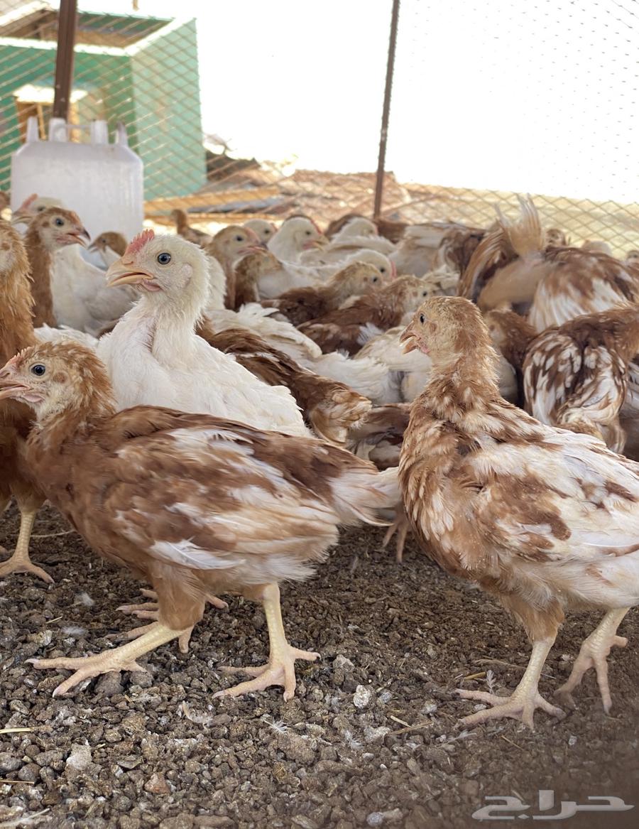 بيض مخصب لوهمان براون الماني مستورد64447415497730110