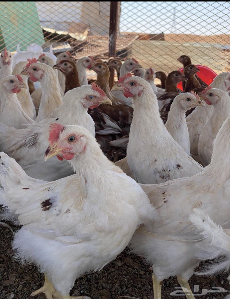 بيض مخصب لوهمان براون الماني مستورد64447415497730114