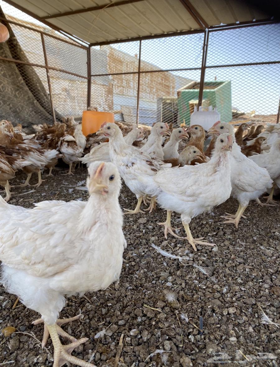 بيض مخصب لوهمان براون الماني مستورد64447415497730111