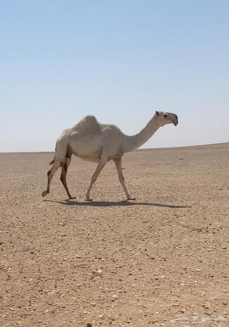 للبيع لقحه كفو64444673963138110