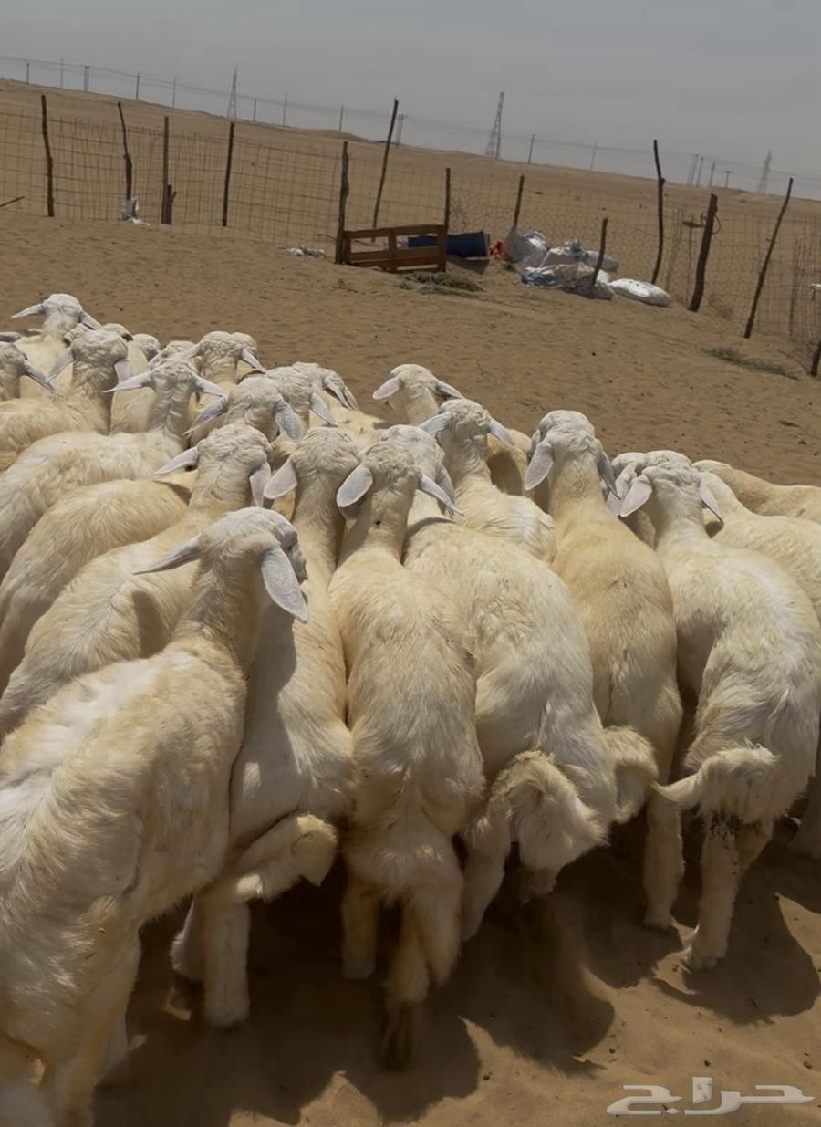 بهم حري ( تم البيع )64444647360897110