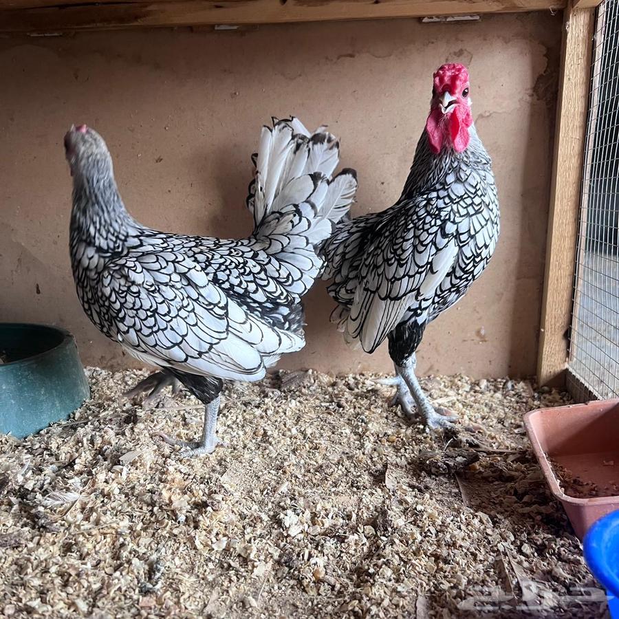 دجاج سبرايت كويتي ( شبابي )64448687047427110