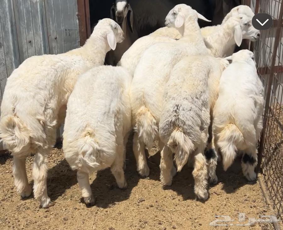 Na3im sheep and luxurious wool64421242210433114