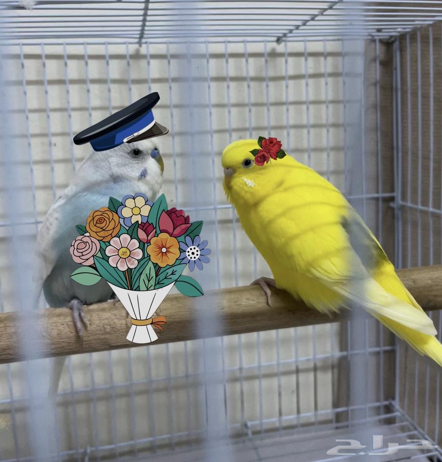 Bajdi couple ready for breeding..64443923646082112