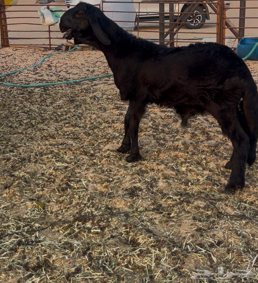 خروف سويكلي اسود64444700820353112