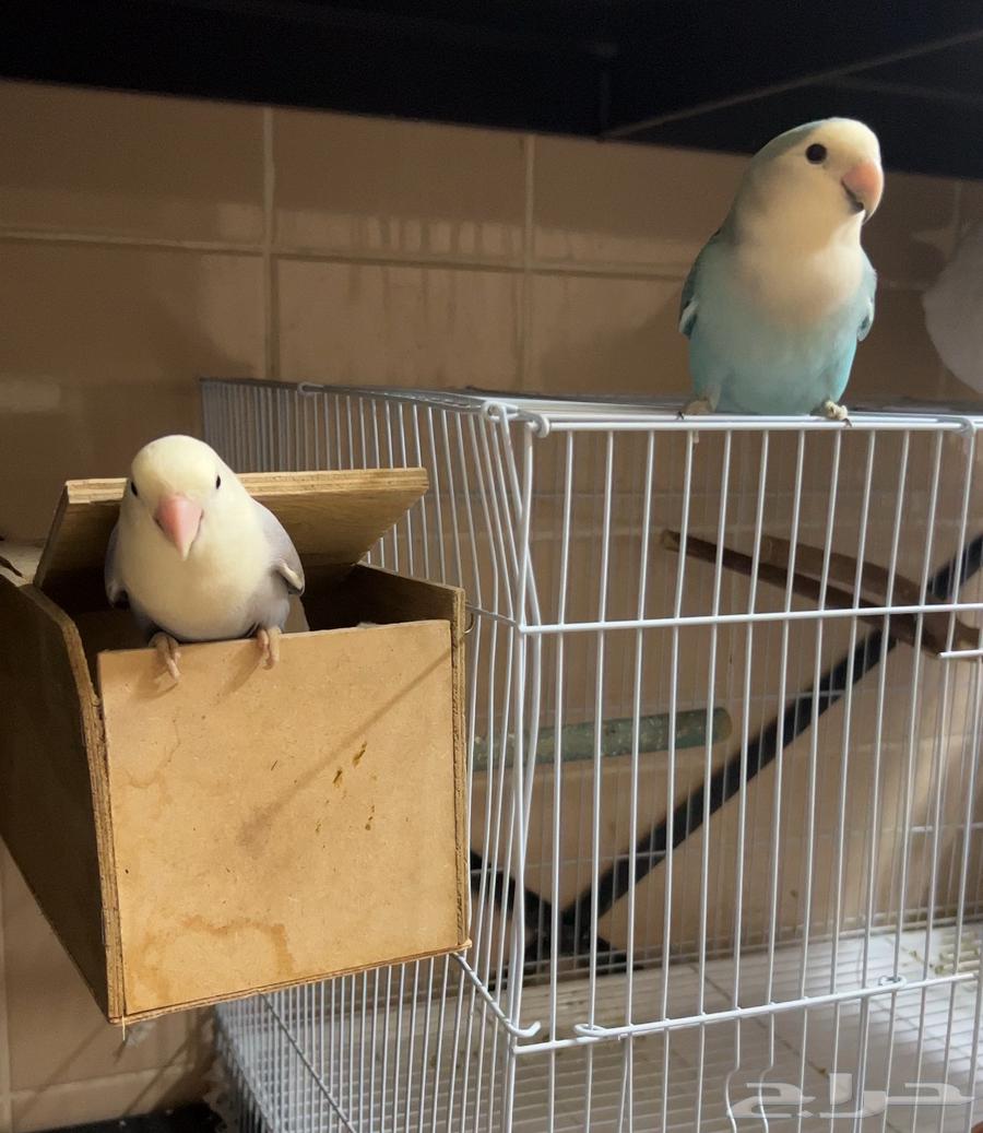 جوز روز منتج ( 1 ) تم البيع الله يبارك للشاري64449677683841110