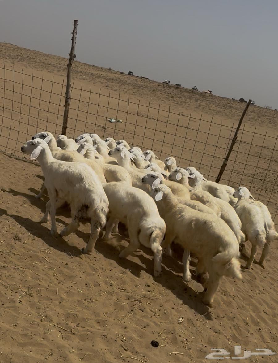 بهم حري ( تم البيع )64444647360897112