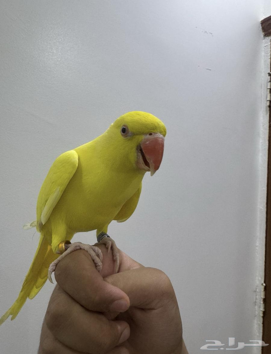 Dutch Valley Parrot Lutino Mutation Accepting Suitable Exchange64447613269761110