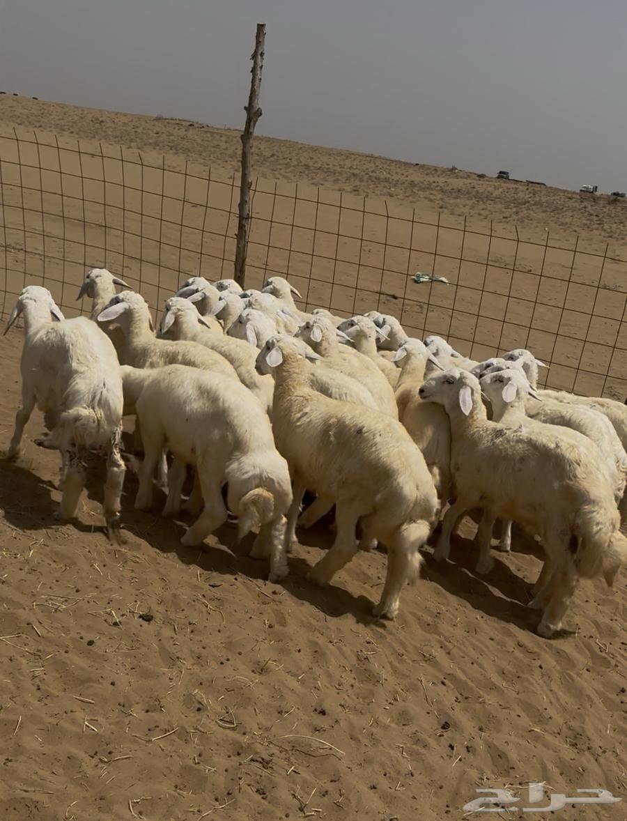 بهم حري ( تم البيع )64444647360897111