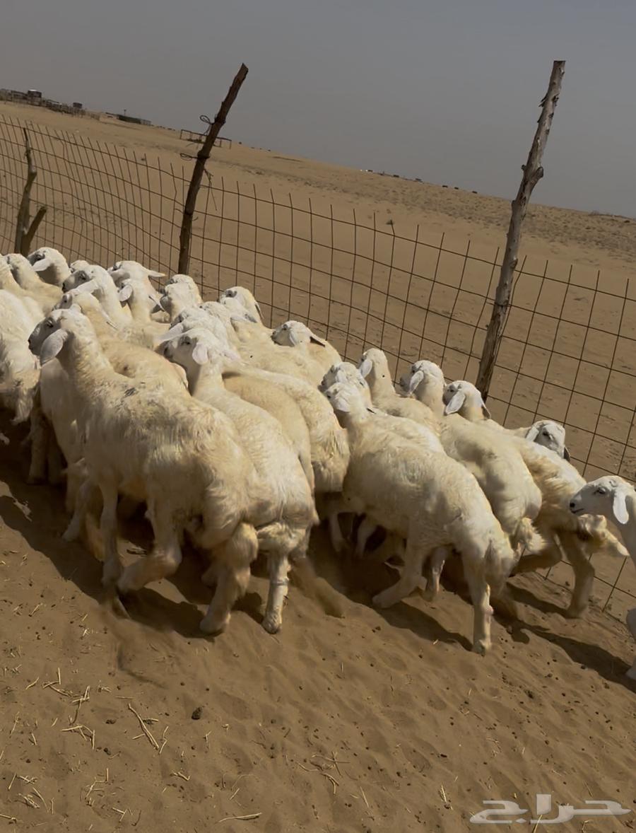 بهم حري ( تم البيع )64444647360897114