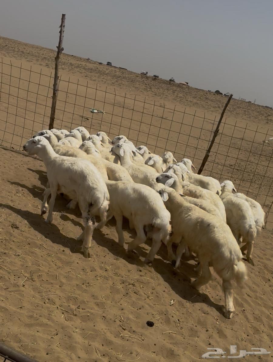 بهم حري ( تم البيع )64444647360897113