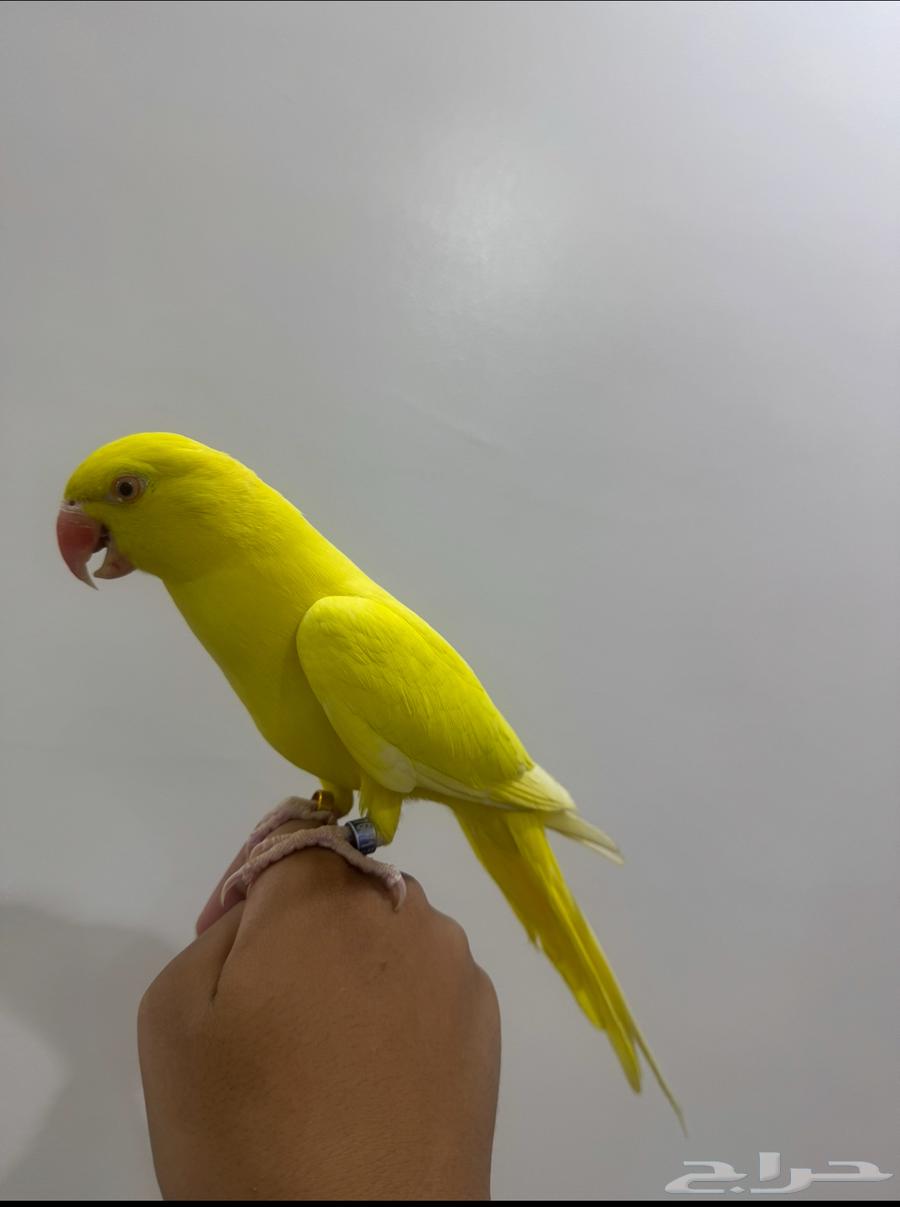 Dutch Valley Parrot Lutino Mutation Accepting Suitable Exchange64447613269761113
