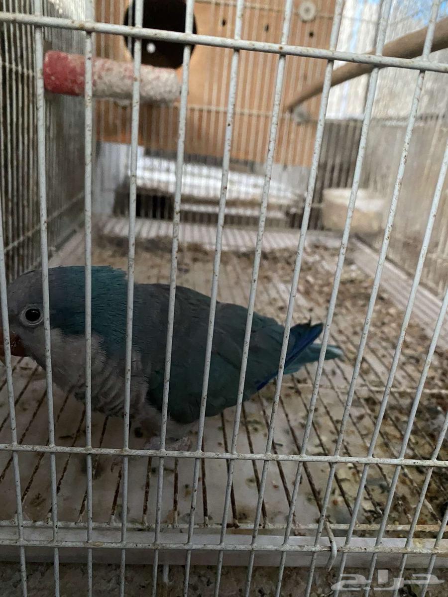 Quaker64447652742403111