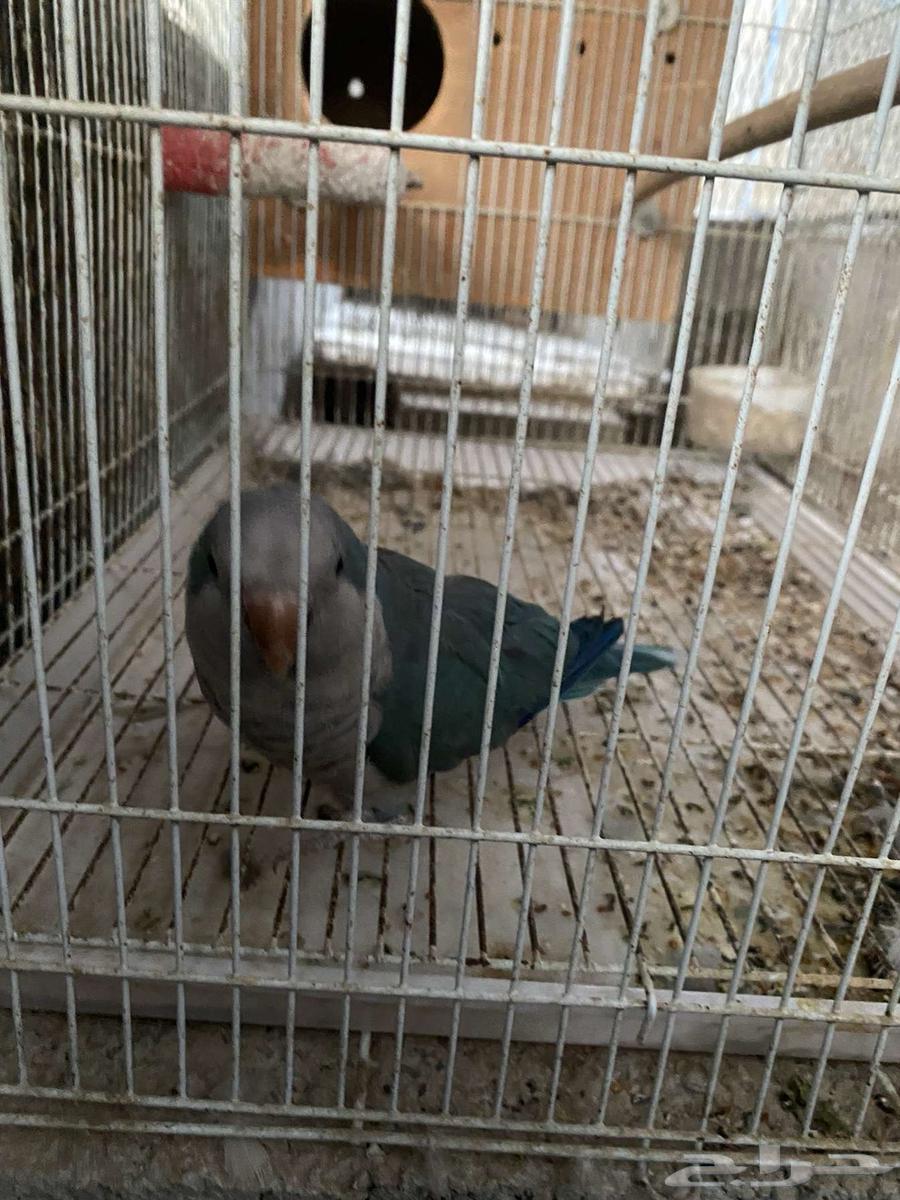 Quaker64447652742403110