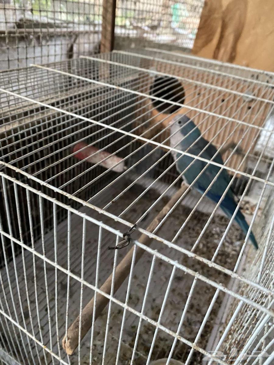 Quaker64447652742403113