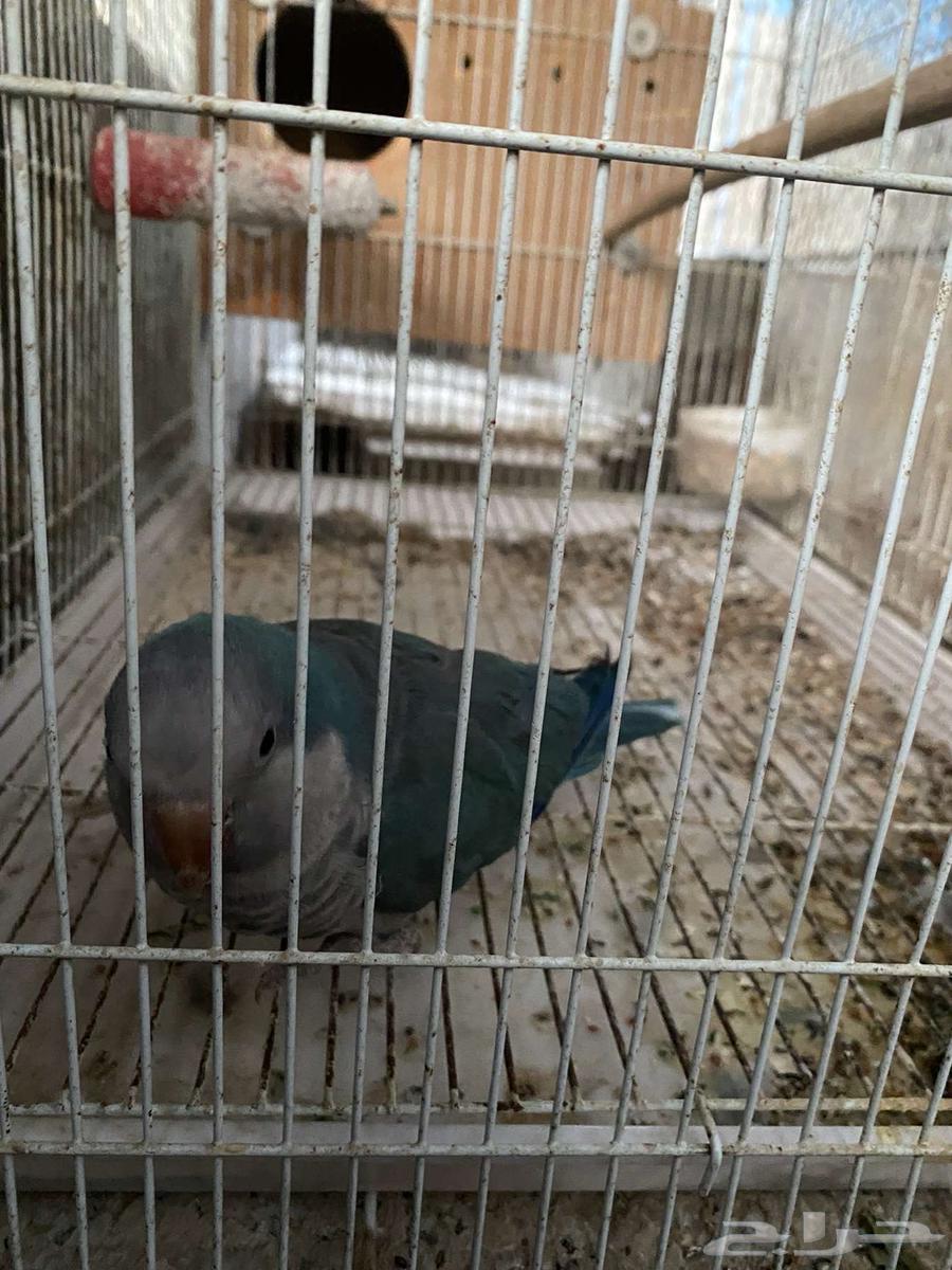 Quaker64447652742403112