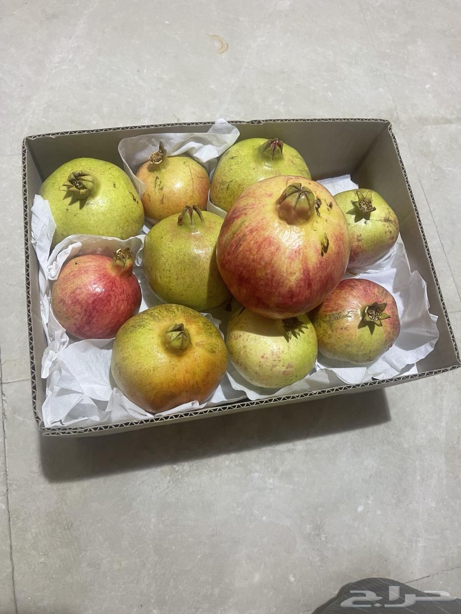 رمان فاخر من جوف ال معمر64448833495041111