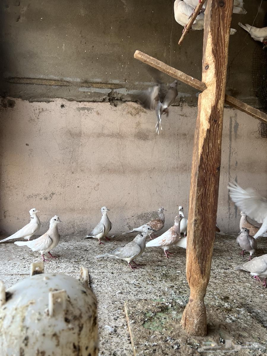 قماري هولندي ياكريم(تم البيع)64447521354883114