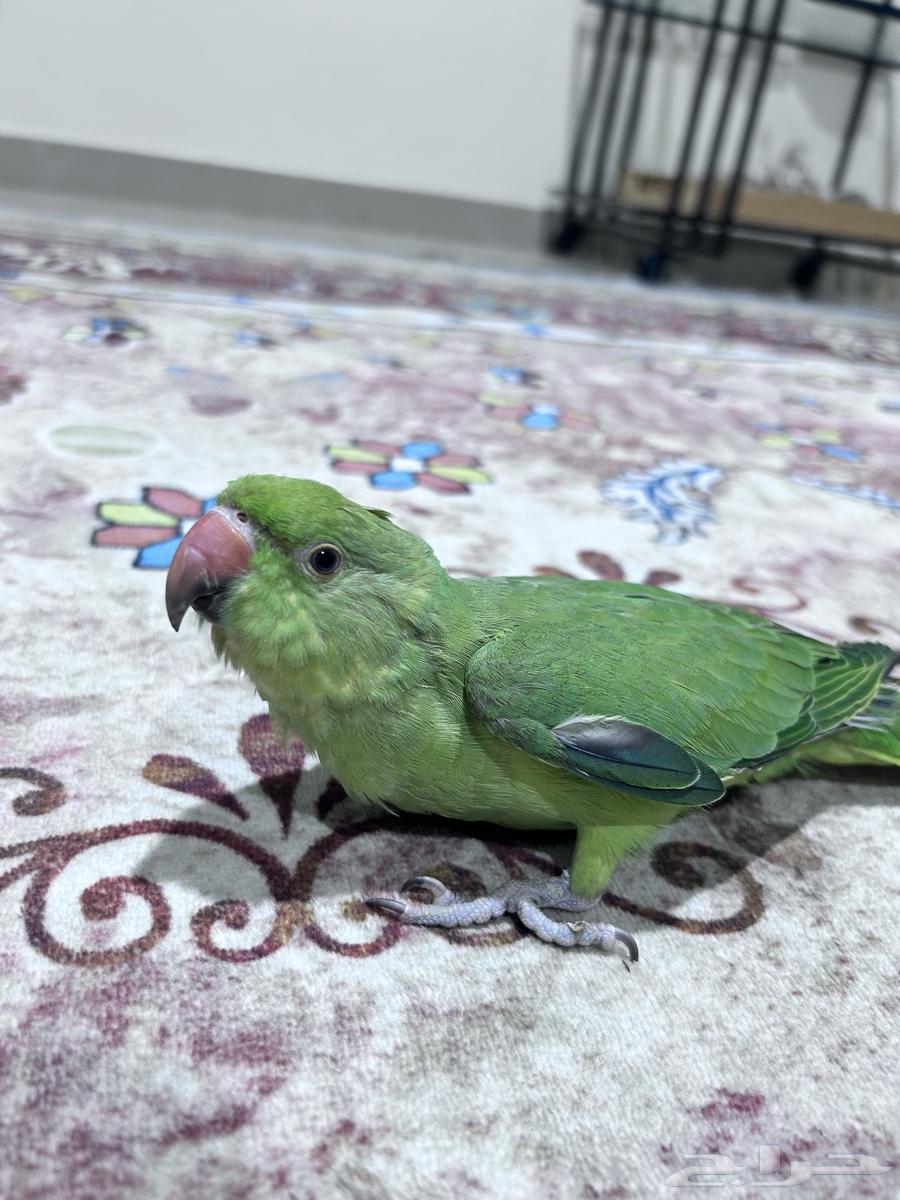 Eleva Valley64442309478913112