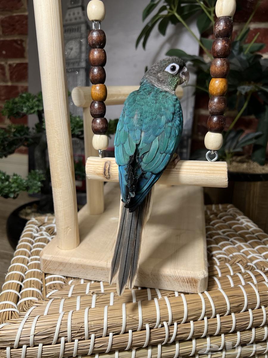 ببغاء كنيور هدد64442762184065114