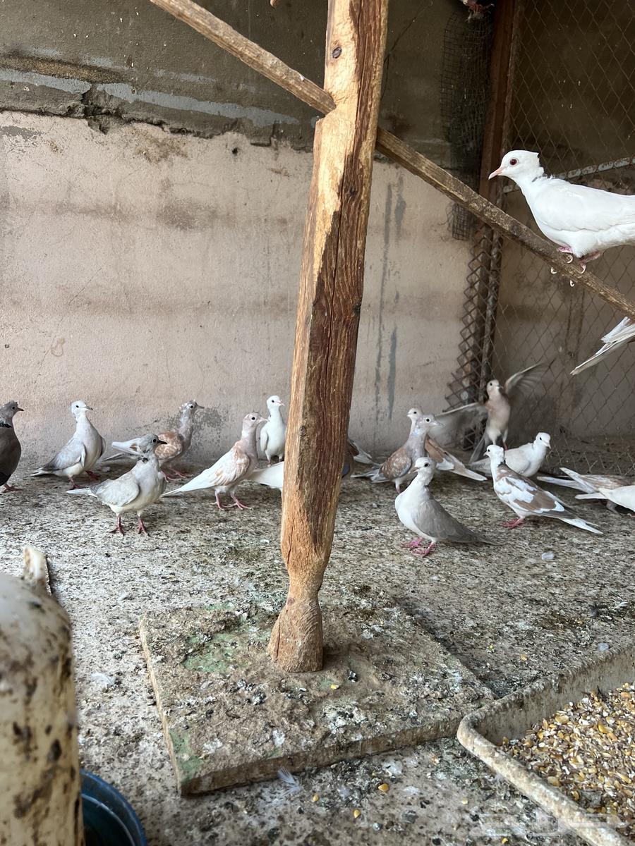 قماري هولندي ياكريم(تم البيع)64447521354883113