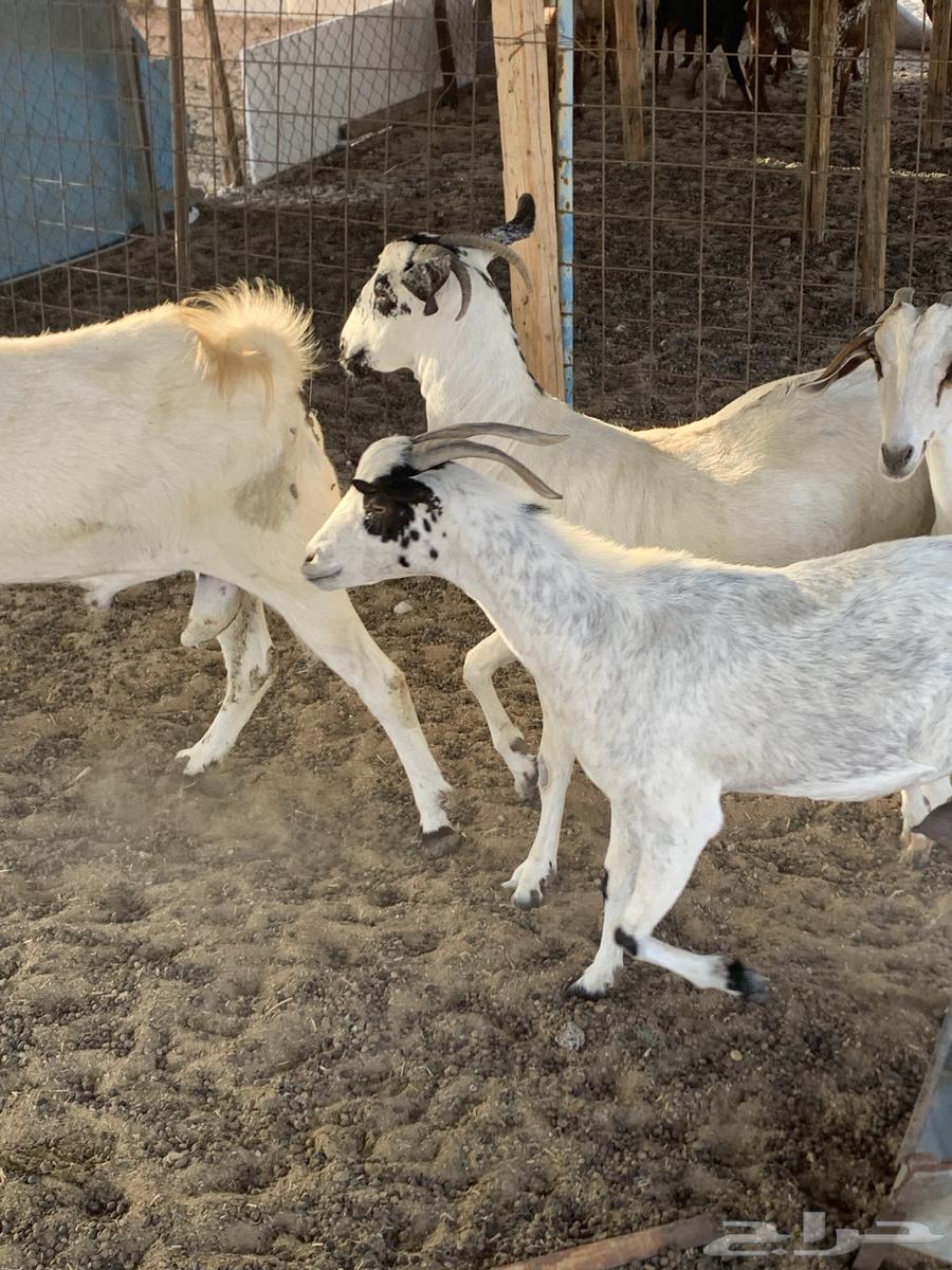 للبيع معزا بيشيات كحل( تم البيع64448726872451114