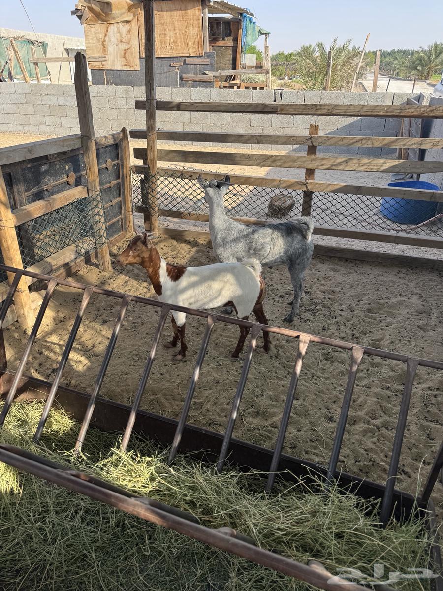 تيس وجفرة للبيع64443722542465110