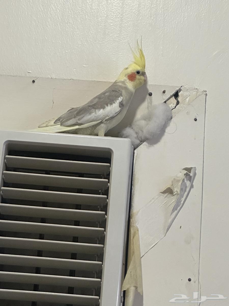 طير الكروان جميل ذكر للبيع64445770984194110