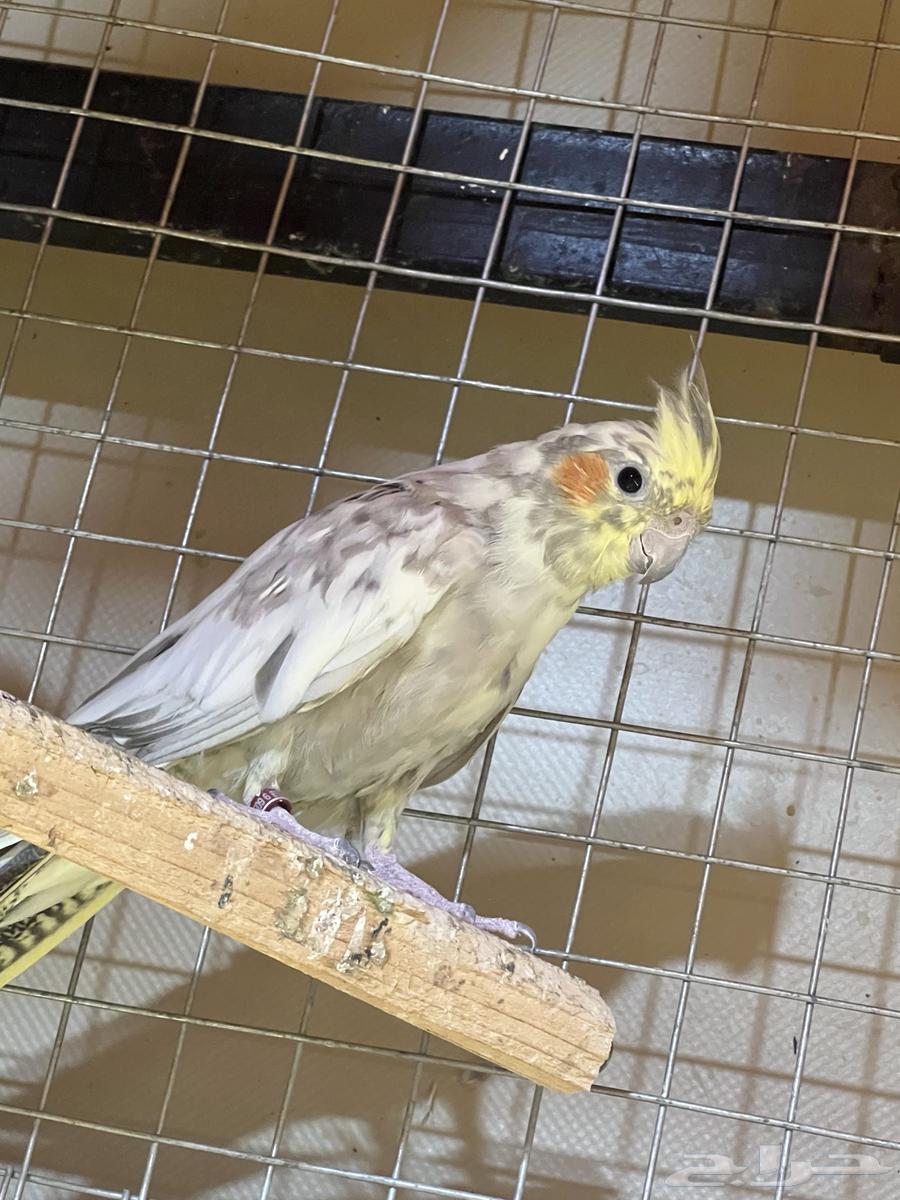 انثى كروان اميرالد منتجة شرط ( تم البيع )64444714245763112