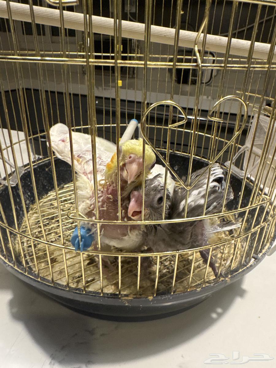 فرخين كروان غر بشراهه تم البيع كاملة64448169399427111