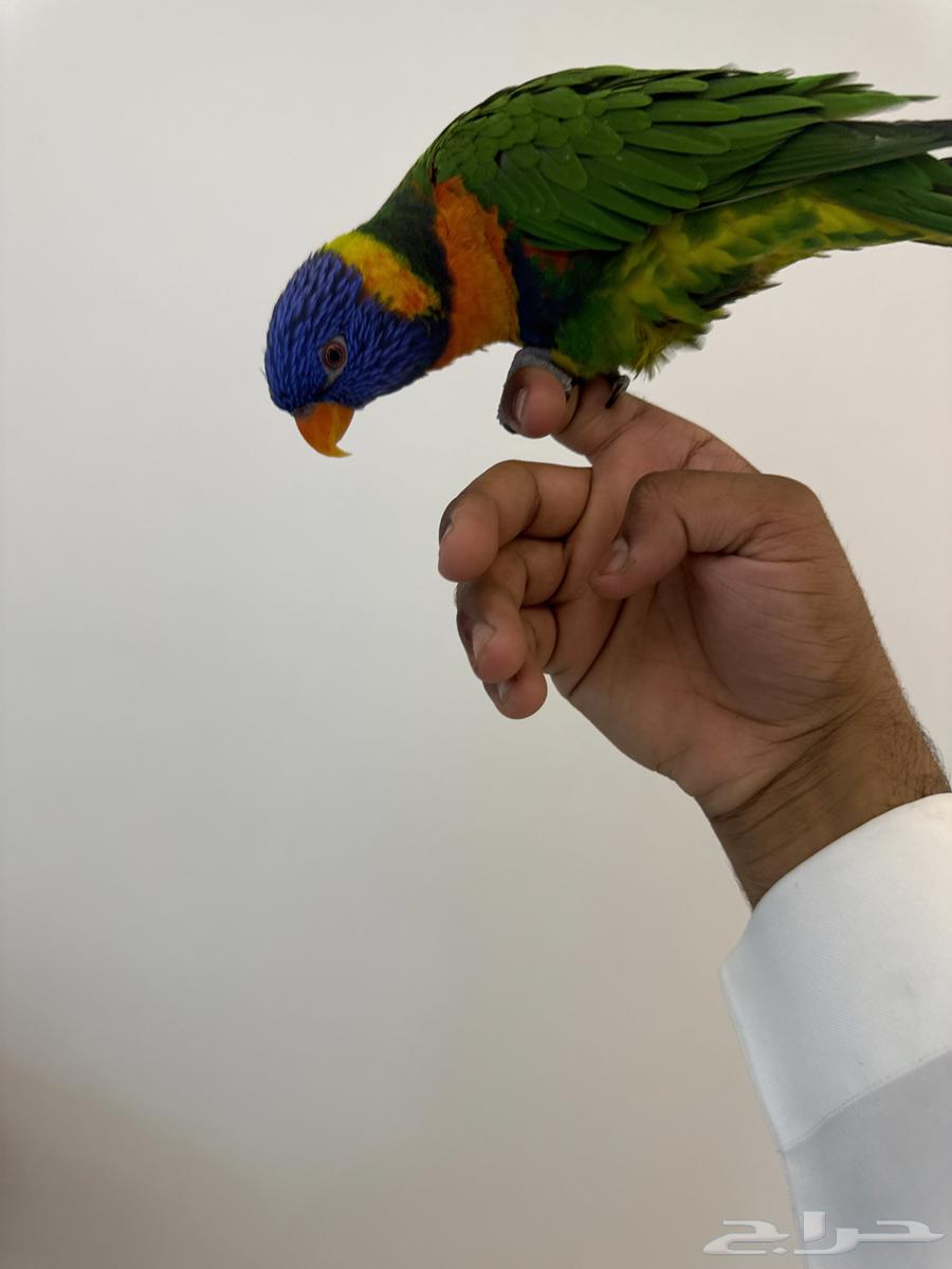 Lori64449194245890112