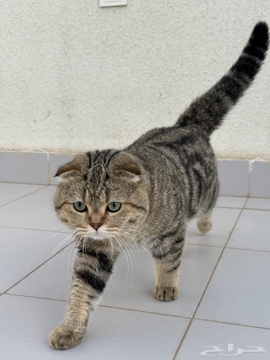 ذكر سكوتش فولد للبيع64448846735747113