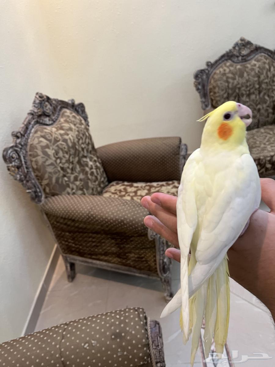 Tame, friendly and playful parrots you shouldn't miss64442651661315111