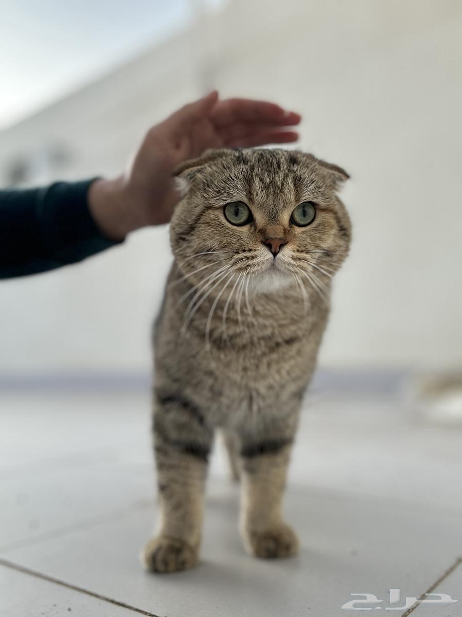 ذكر سكوتش فولد للبيع64448846735747111