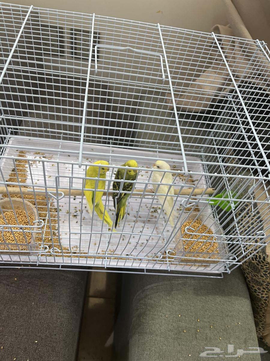 كروان زوج و بادجي طيور الحب للبيع64445553772035112