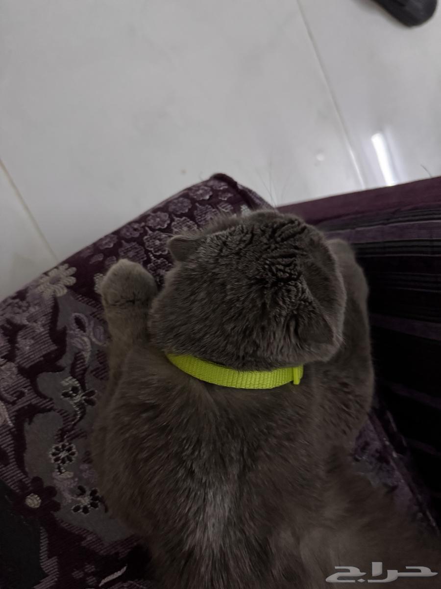 قط سكوتش فولد للبيع64448354686209110