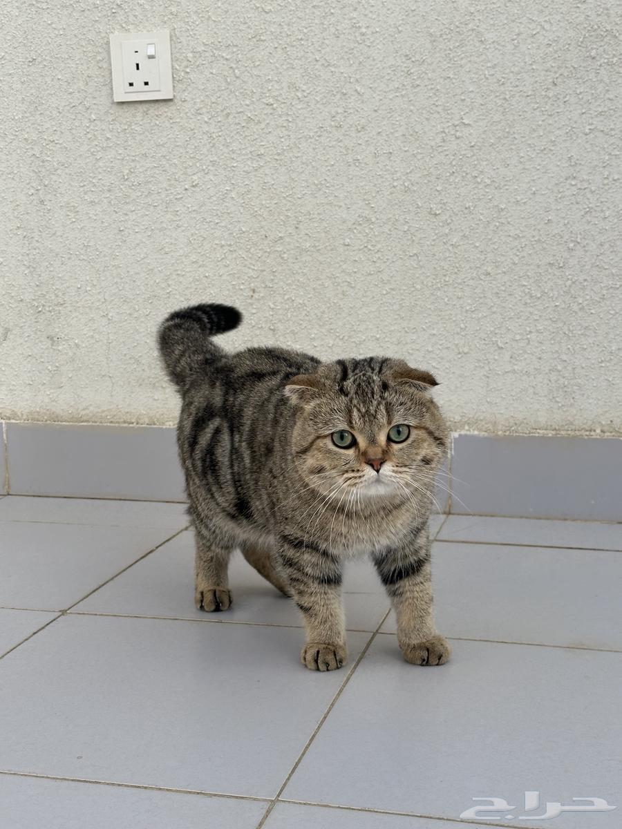 ذكر سكوتش فولد للبيع64448846735747112