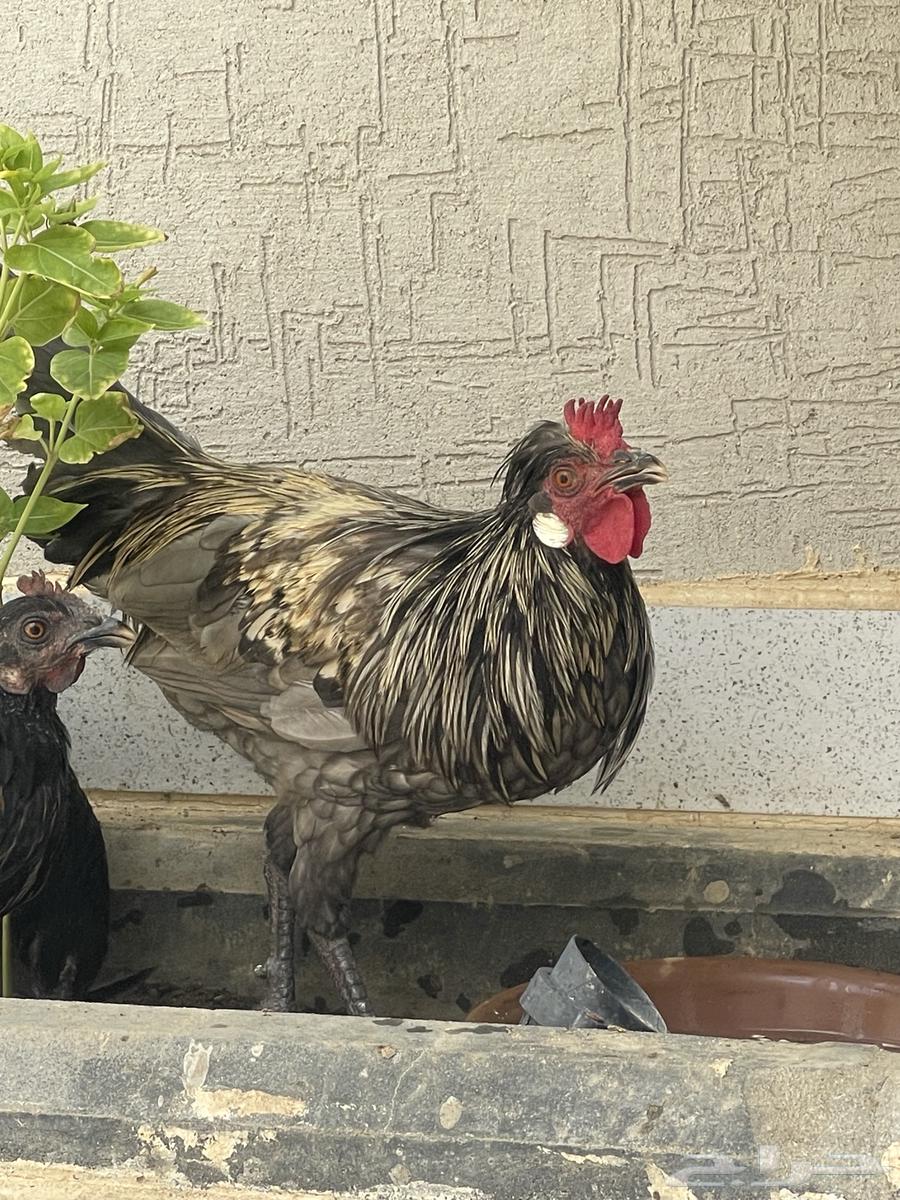 دجاج ترثة عربي اصيل قديم تاج لون نادر64445269301763110