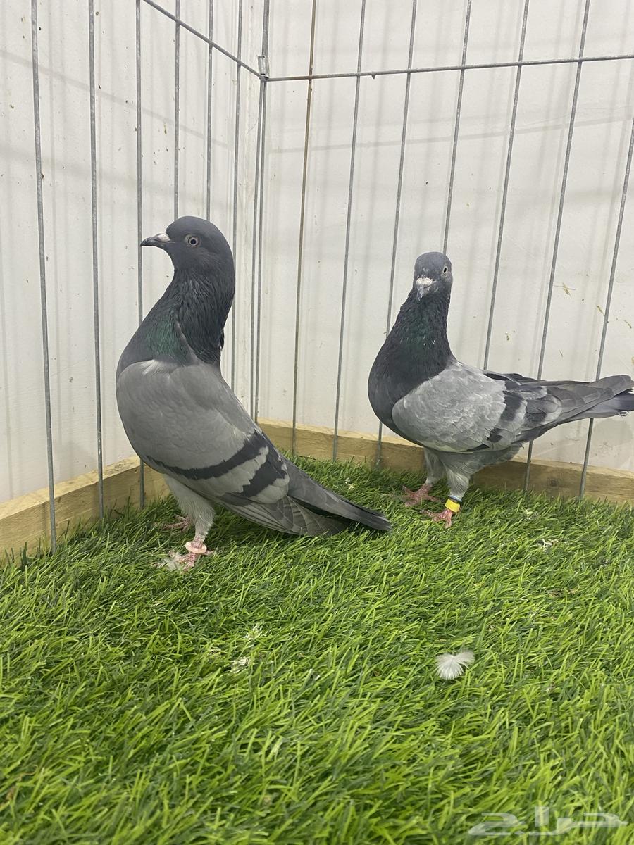 حمام باكستاني 5 شينا وكمنقر 1 تم البيع64442748500353111